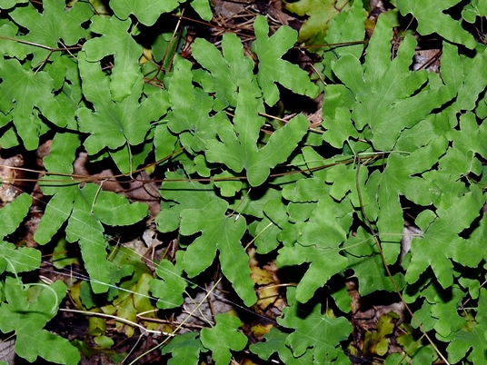 {Lygodium palmatum}